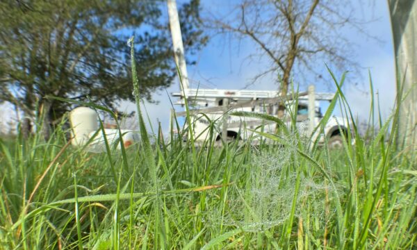 grass and a white truck in the photo